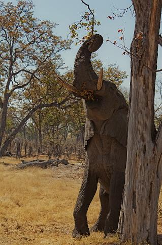 197 Linyanti, olifant.jpg